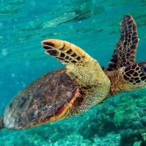 Marmaris Dalyan Turtle Beach Tour