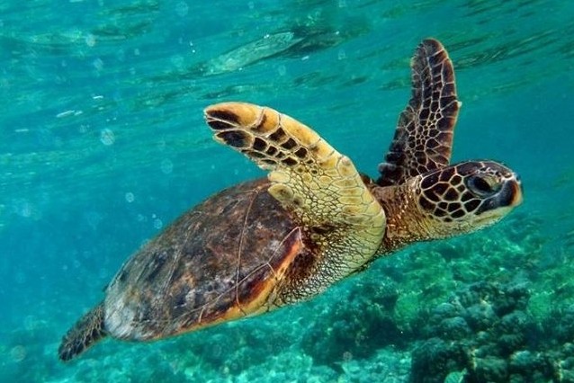 Marmaris Dalyan Turtle Beach Tour